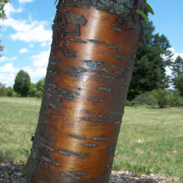 Cerejeira da Manchria 'Amber Beauty'